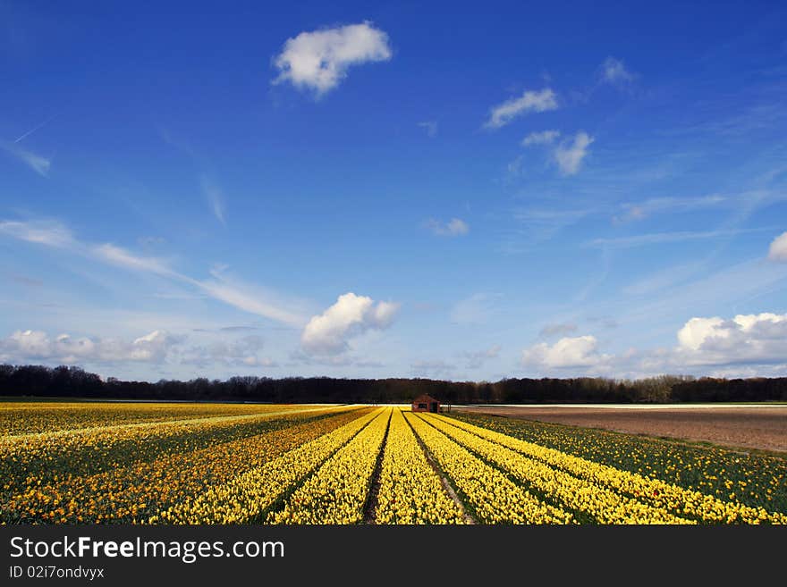 Field of yellow daffodils under a blue sky