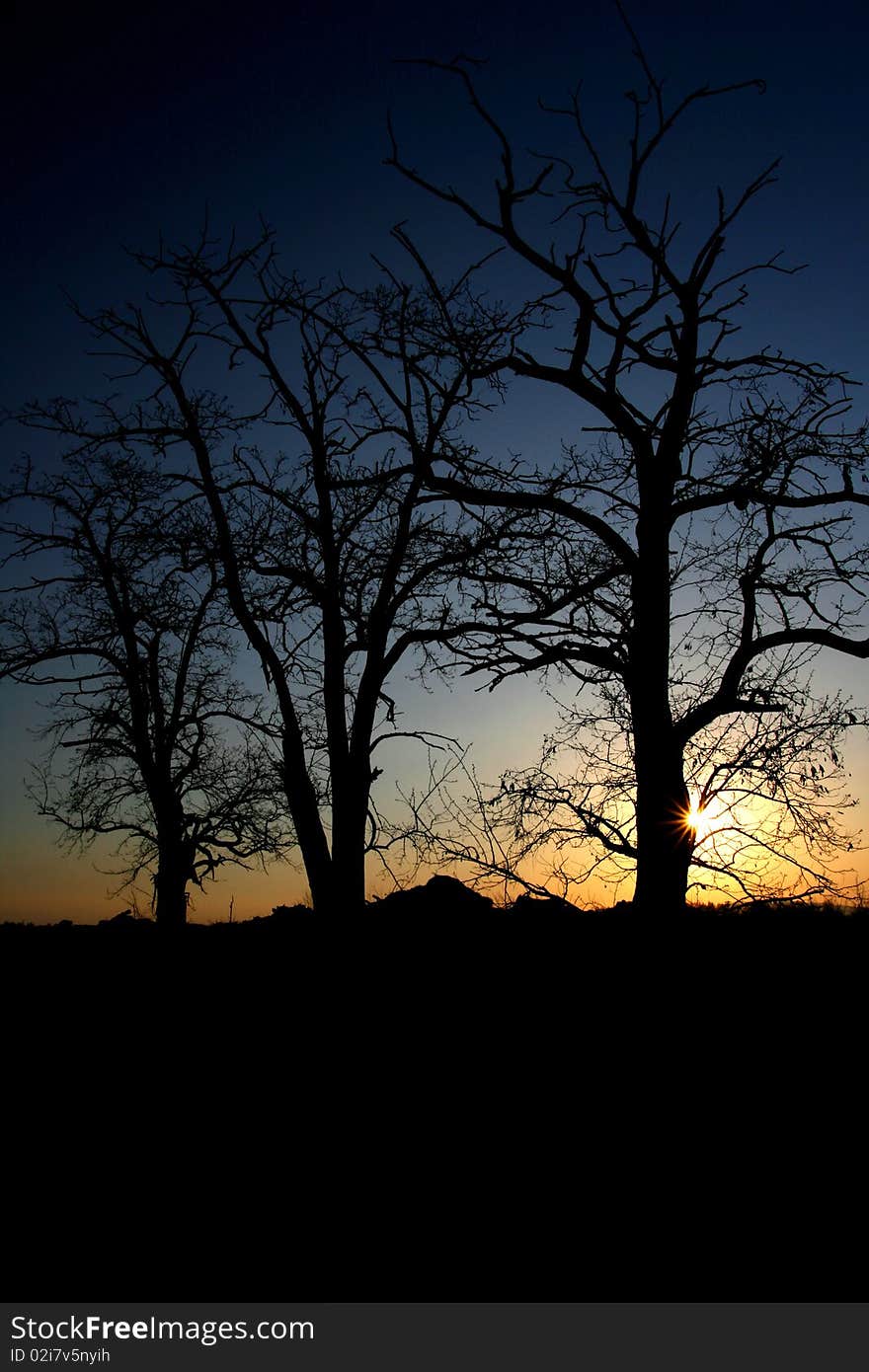 A view of sundown through the trees