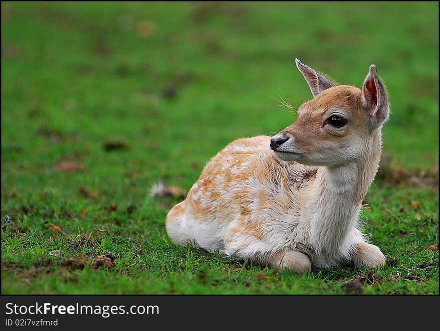 Fallow deer