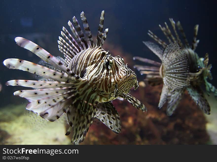 Red lionfish