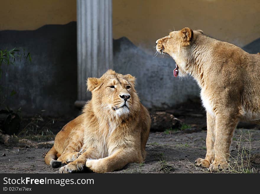 Lions Talking