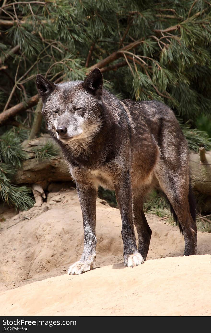 Wolf (canis lupus)