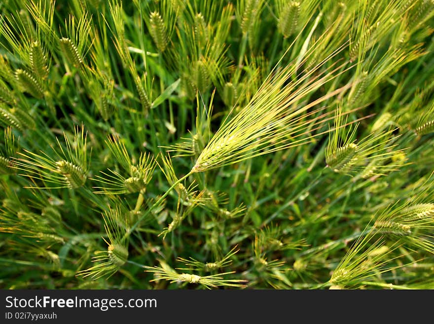 Tilt-up view of a field of wheat over a bright blue sky. Tilt-up view of a field of wheat over a bright blue sky.