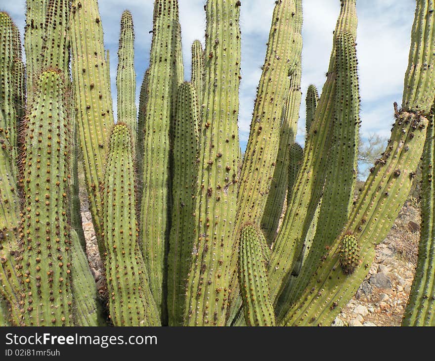 Organ pipe cactus