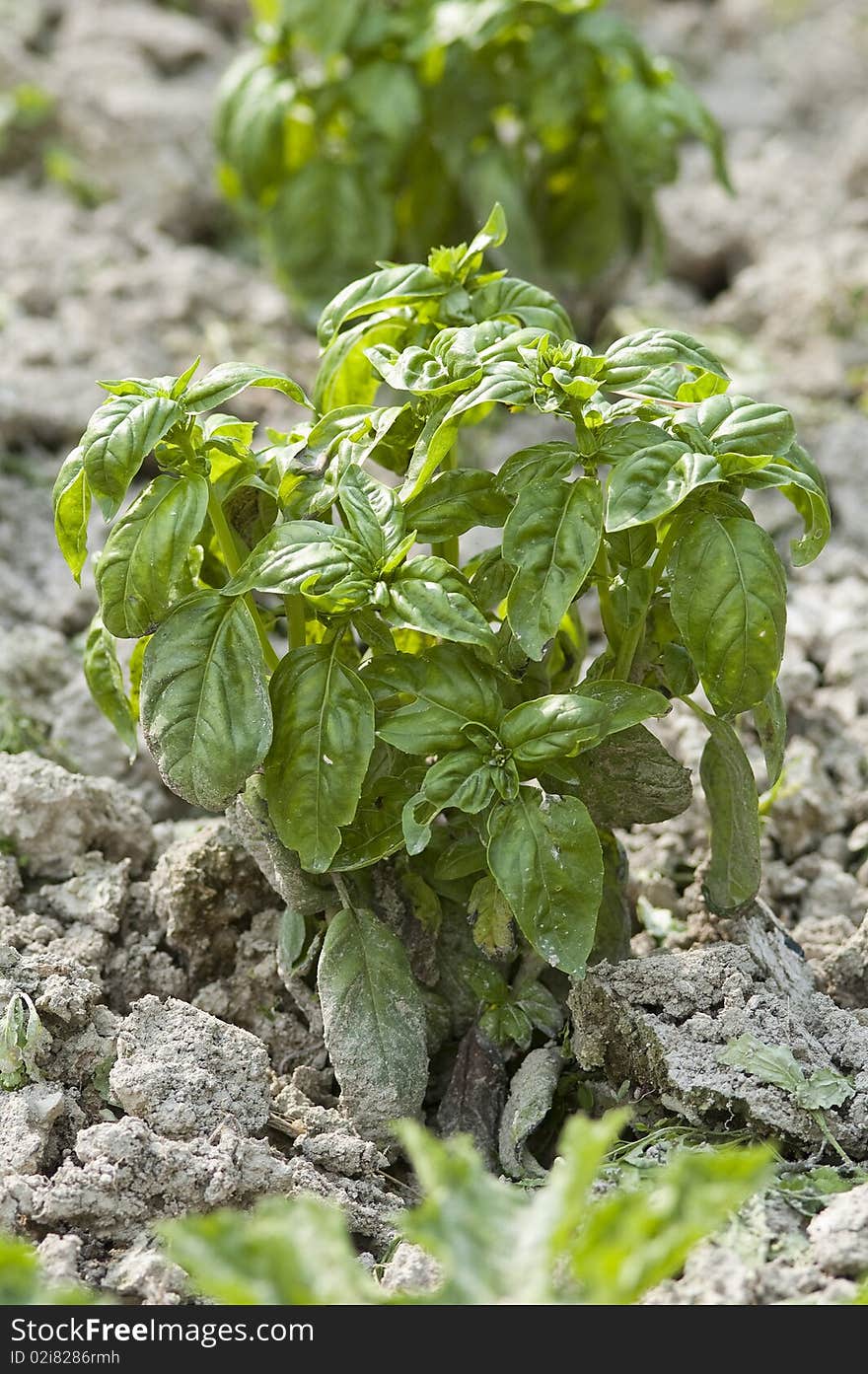 Growing basil in vegetable garden. Growing basil in vegetable garden