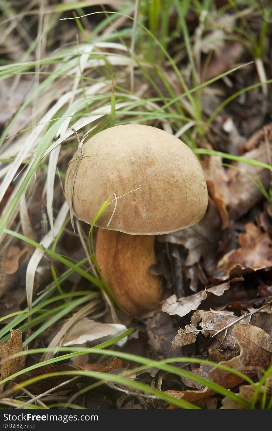 Fresh mushroom boletus in a chestnut forest. Fresh mushroom boletus in a chestnut forest