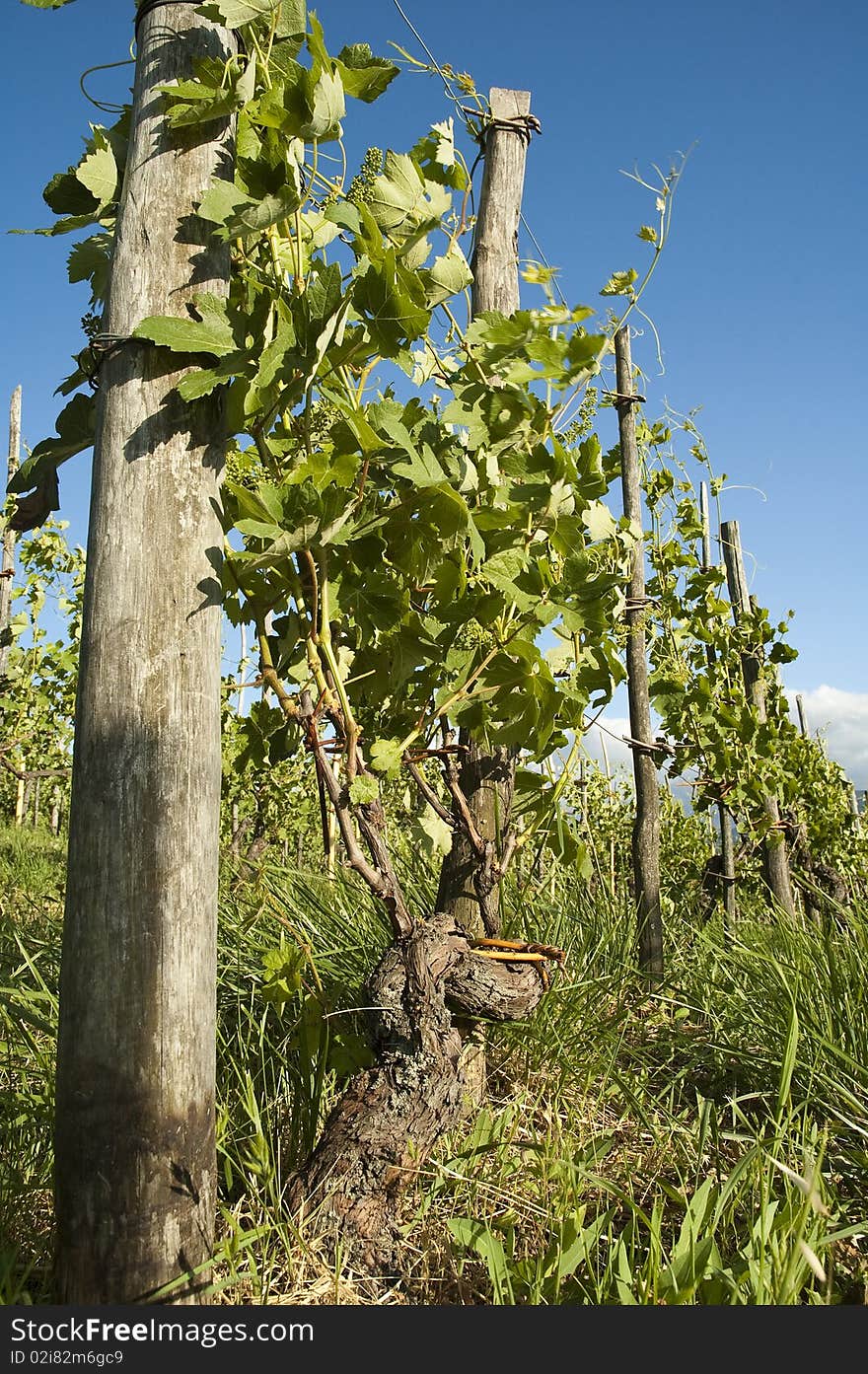 Vineyard row of barbera, region of oltrepo, lombardy, Italy. Vineyard row of barbera, region of oltrepo, lombardy, Italy