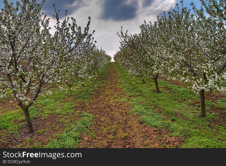 Part of the orchard shot to emphasize a perspective and to isolate a path between the trees. HDR technique used. Part of the orchard shot to emphasize a perspective and to isolate a path between the trees. HDR technique used