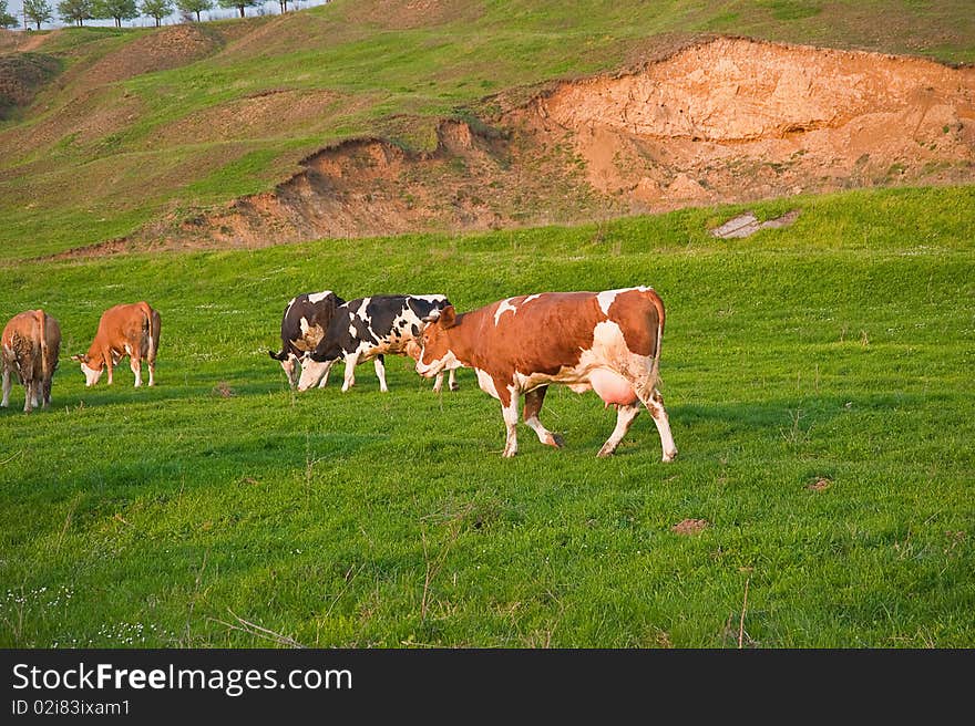 Cows feeding on grass