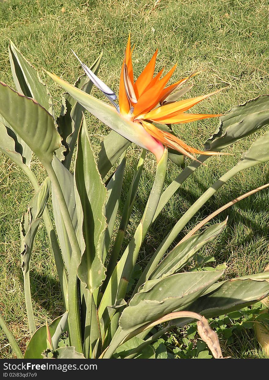 Orange flower at the garden