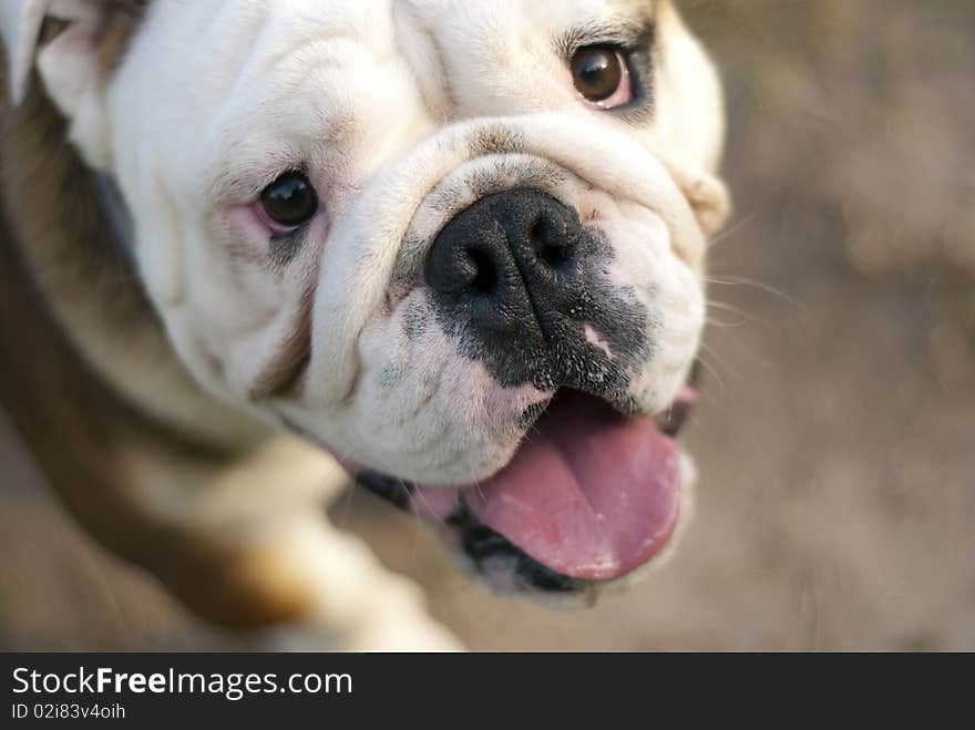 English Bulldog