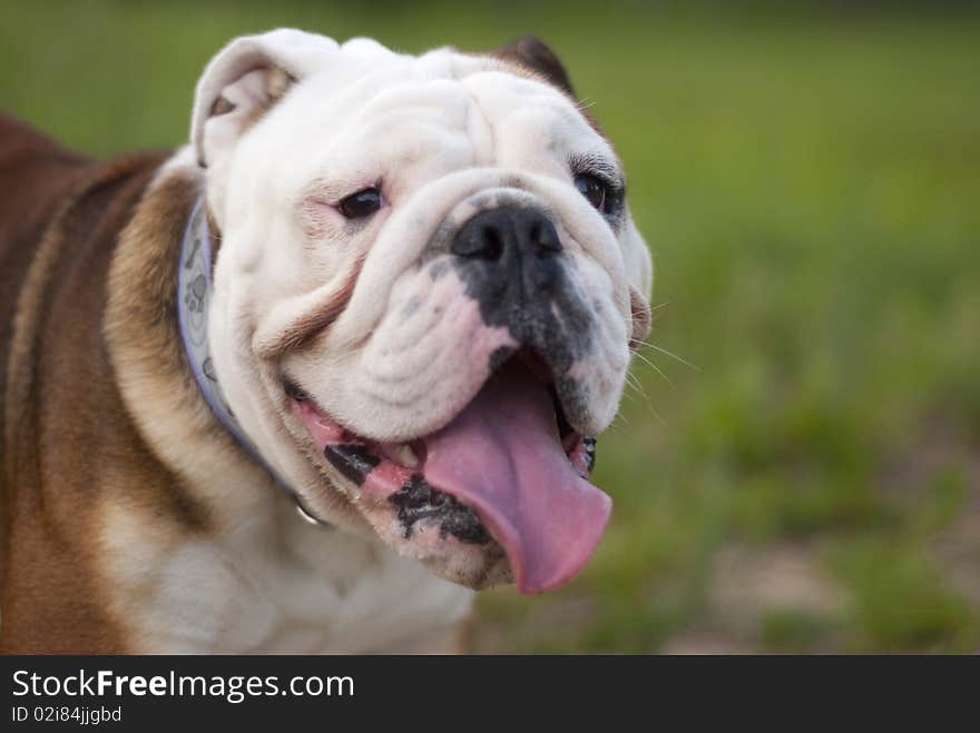 English bulldog