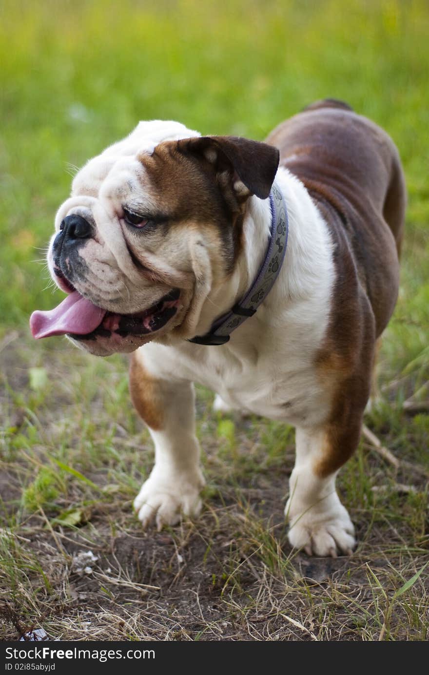 English bulldog