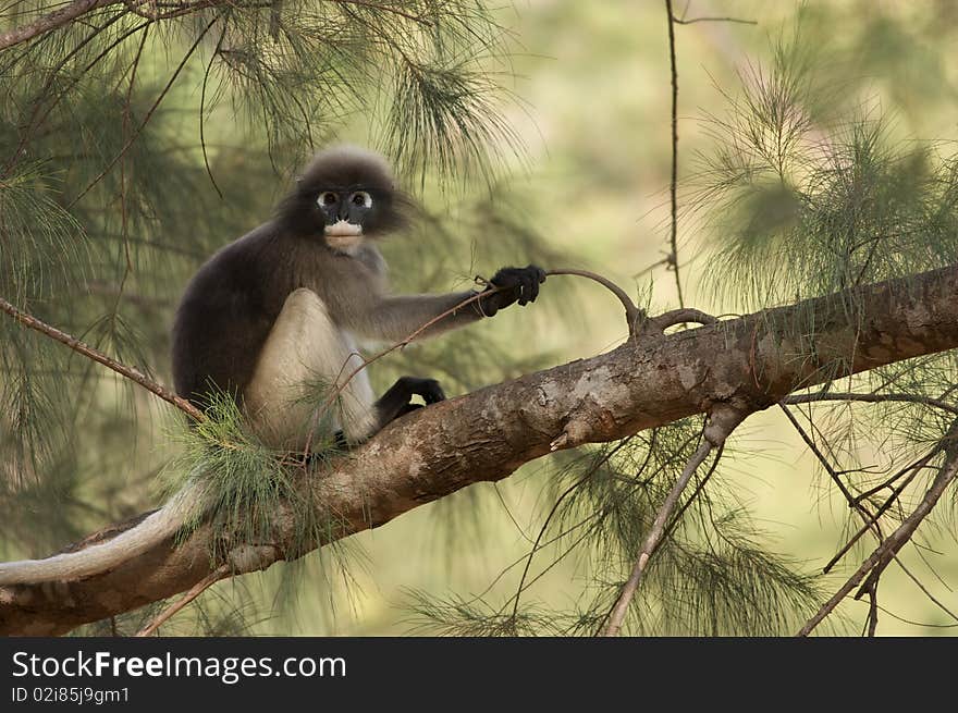 A leaf monkey looking back at the camera with wondering face. A leaf monkey looking back at the camera with wondering face.