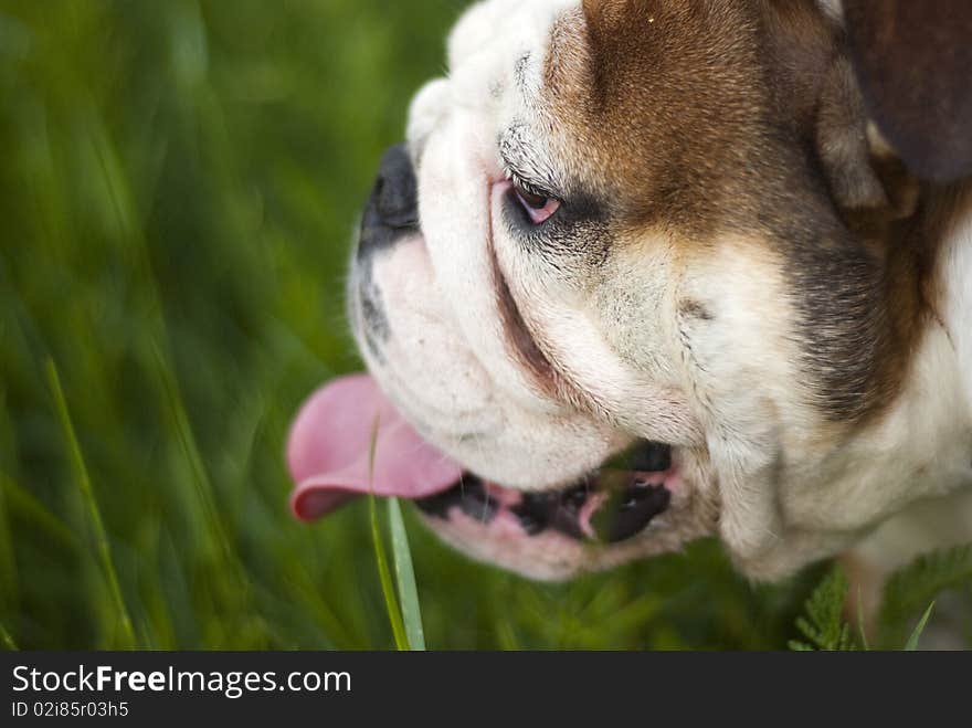 English Bulldog