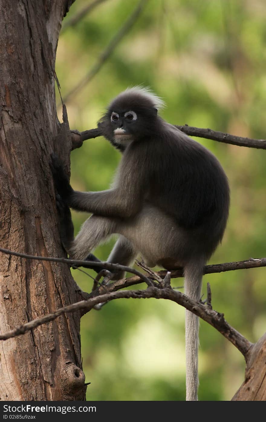 A wild leaf monkey looking down at the visitors. A wild leaf monkey looking down at the visitors.