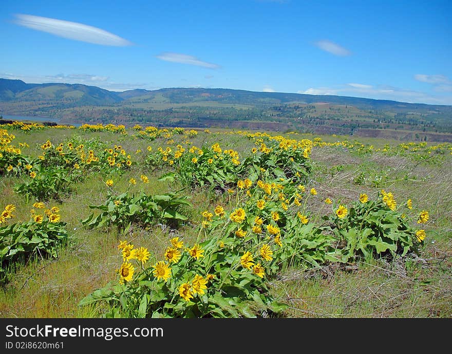 Field Of Sunflowers