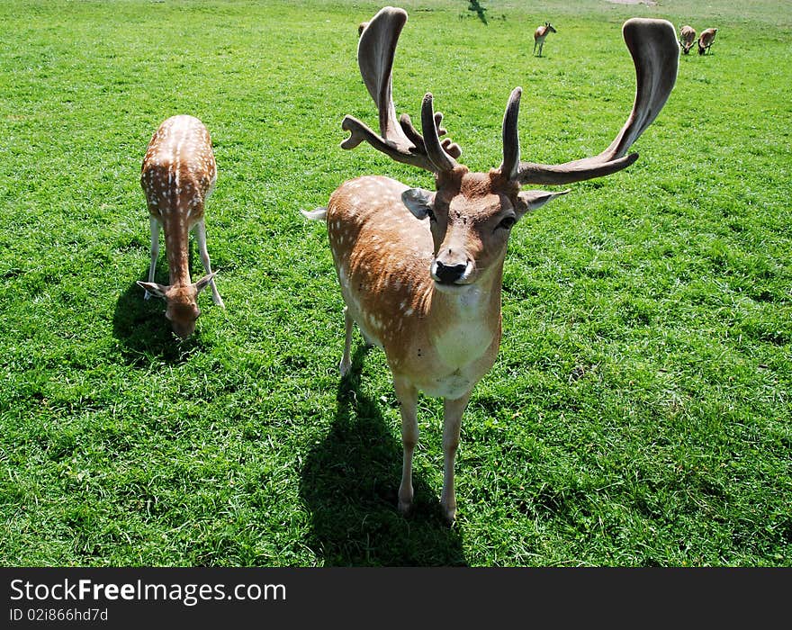 Fallow deer