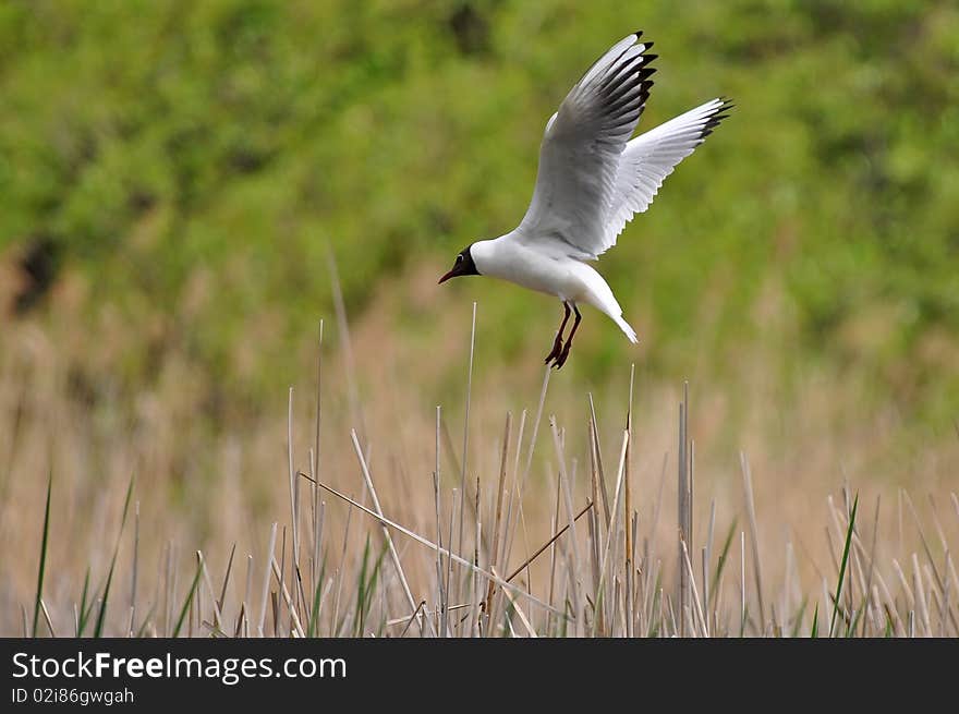 Laughing gull landing on its nest