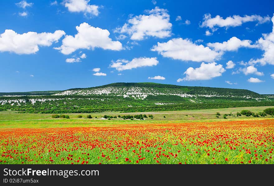 Red poppy field with blue sky