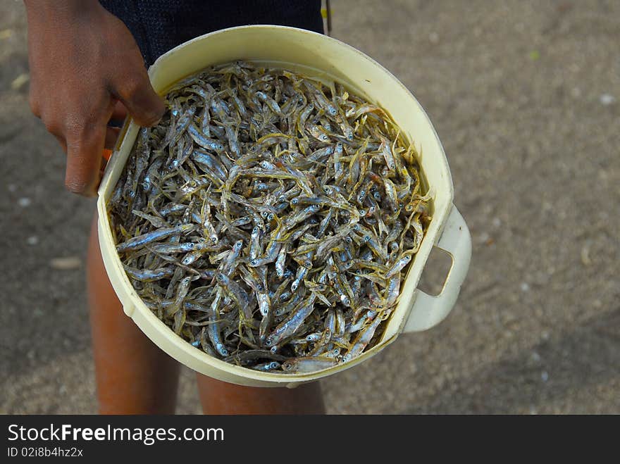 Basket with little ones fish