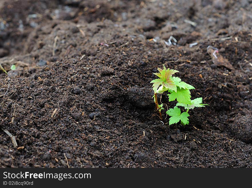 Little green sprout - a symbol of new life and the beginning of a case