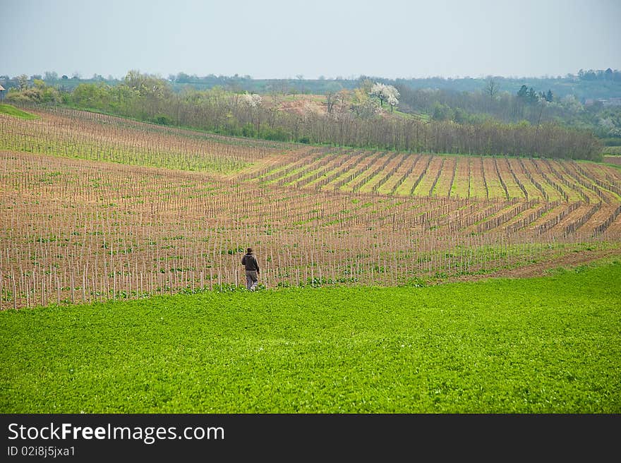 Man walking in the agricultural field