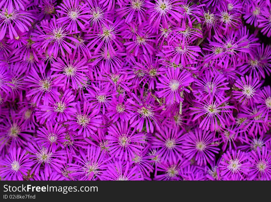 Pink Flowers As Background