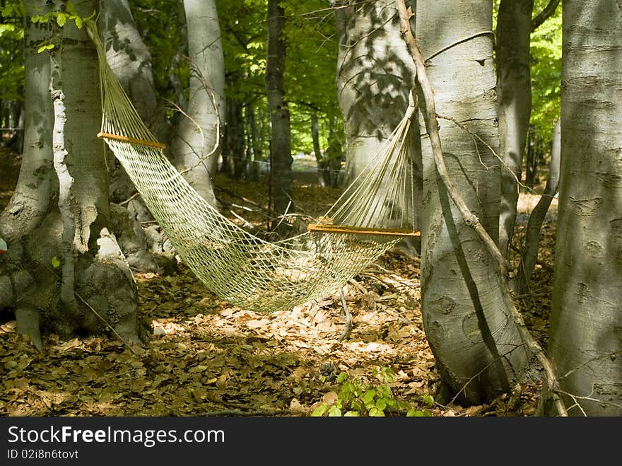 Classical hammock in beautiful forest between two large trunks. Classical hammock in beautiful forest between two large trunks