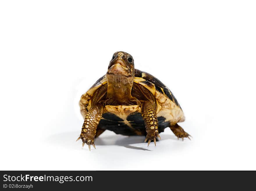 Young turtle on white background