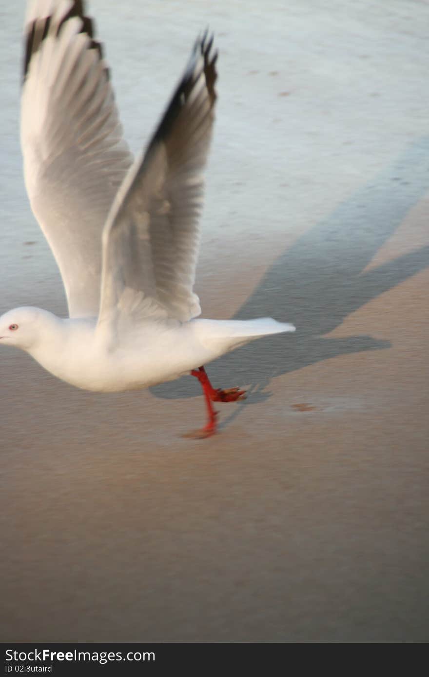 Seagull on the sand of a beach. Seagull on the sand of a beach