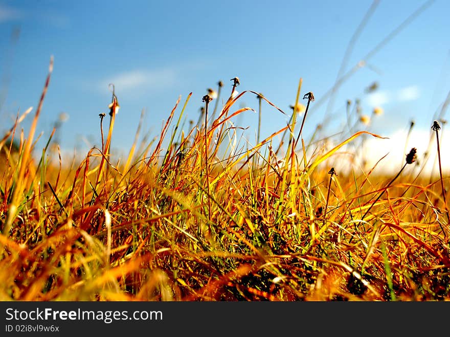 Grass and blue sky closeup