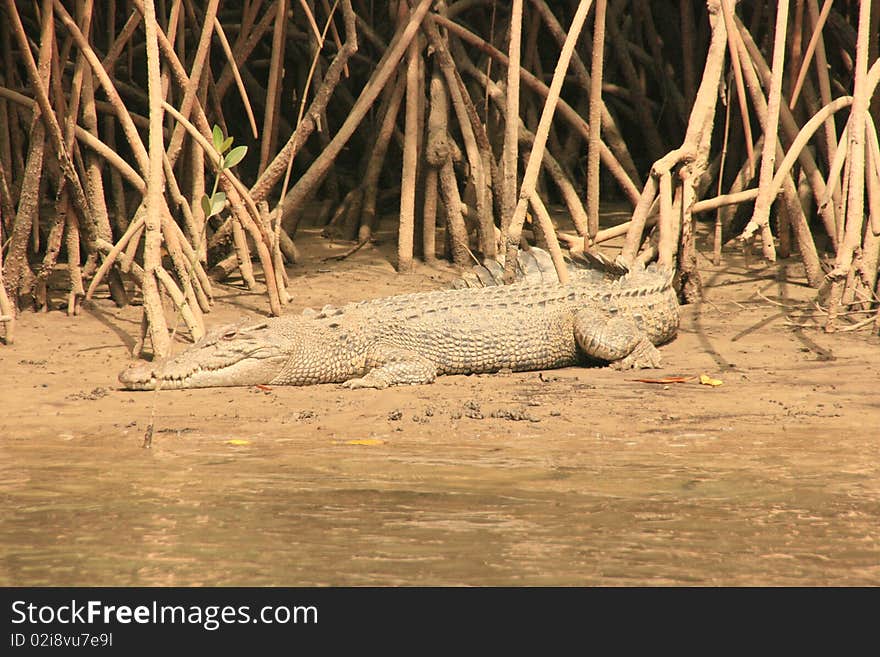 Crocodile on the side of a river, in a mangrove's landscape