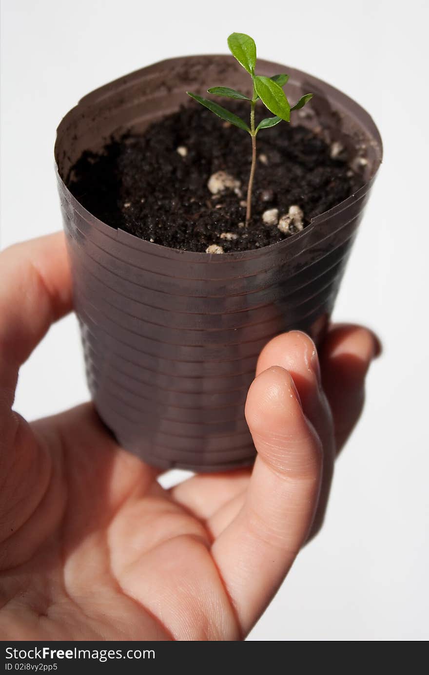 The green sprout grows in a brown pot