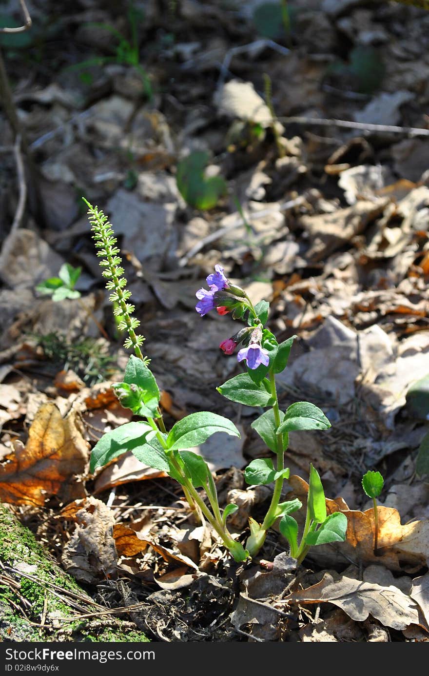 Real flower in spring forest.