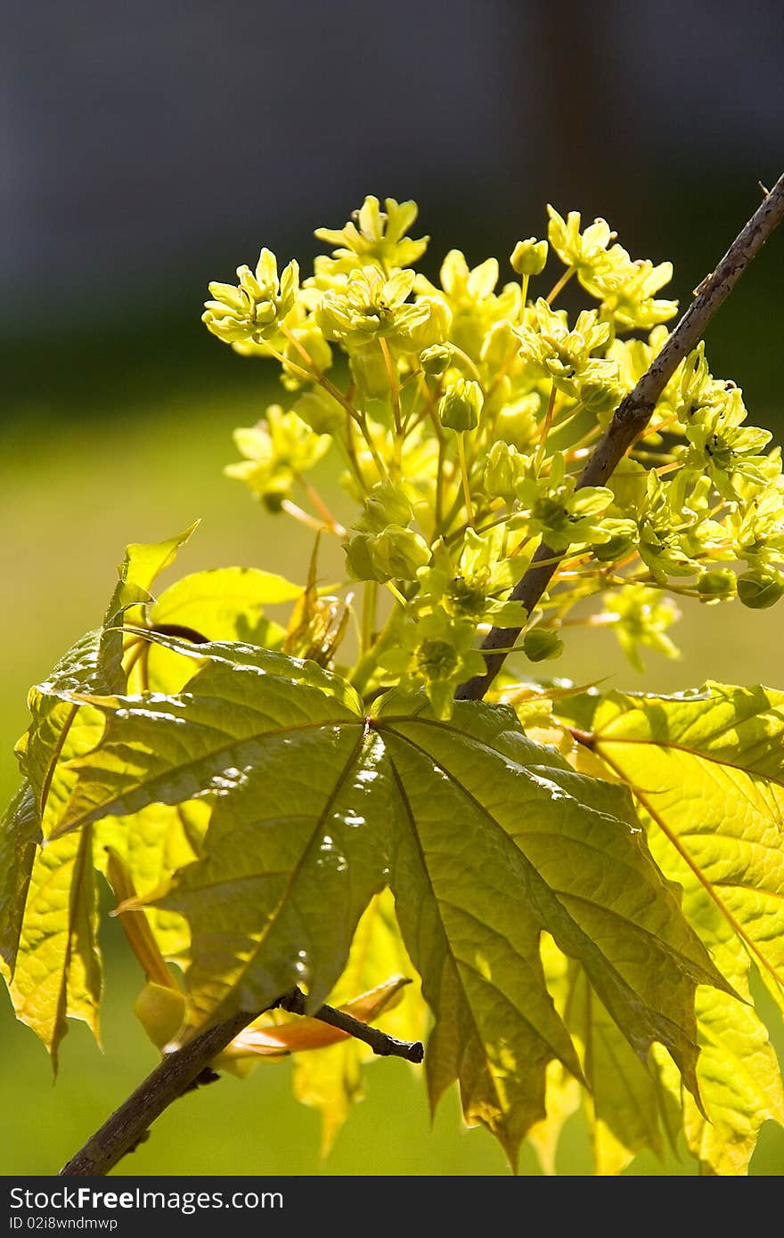 Flower of a maple against the blue sky. Flower of a maple against the blue sky