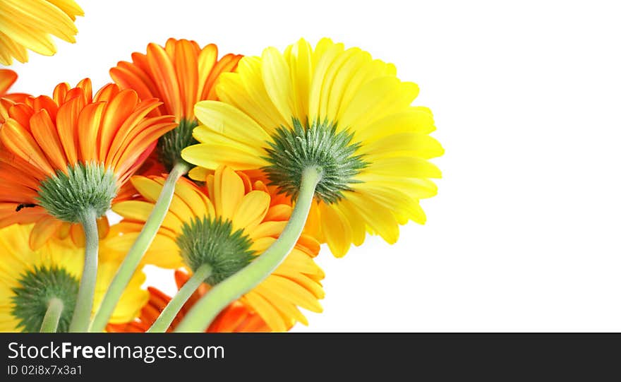 Beautiful background with yellow orange and red gerberas. Beautiful background with yellow orange and red gerberas