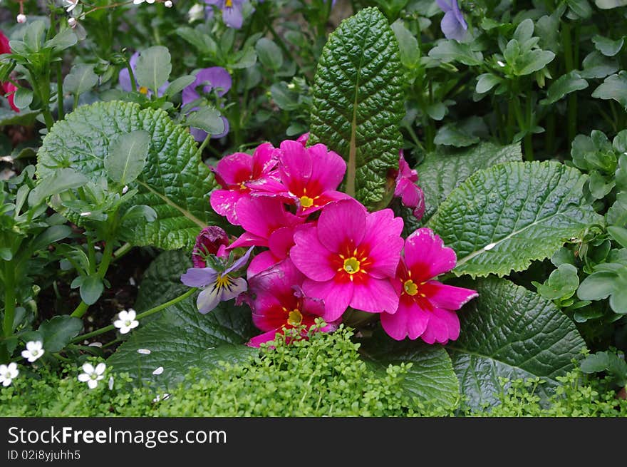 Flowers in a city garden