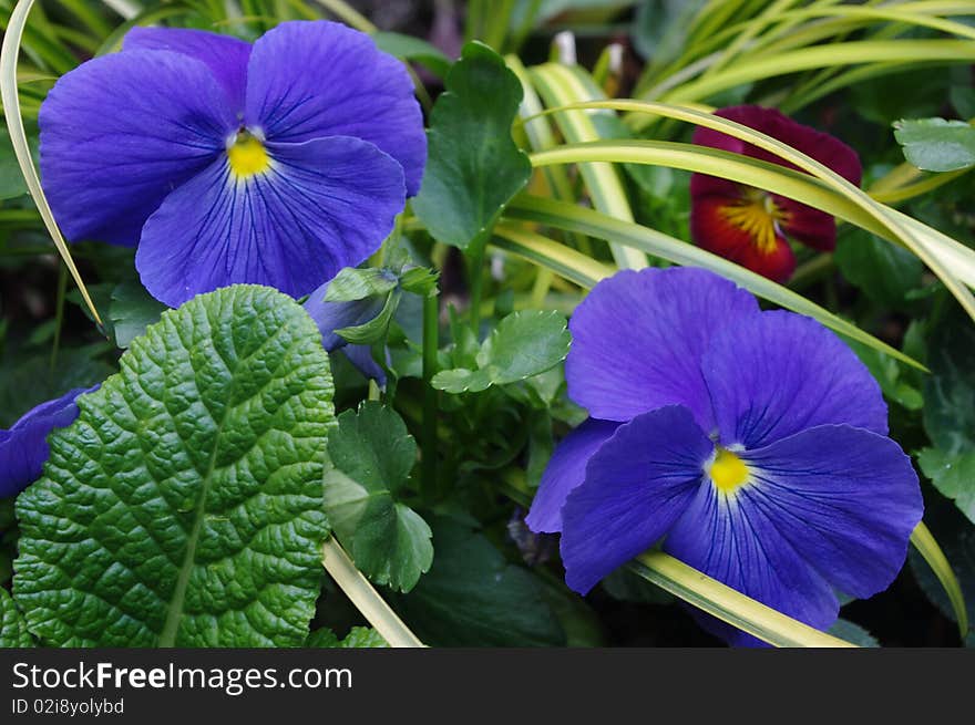 Flowers in a city garden. Flowers in a city garden