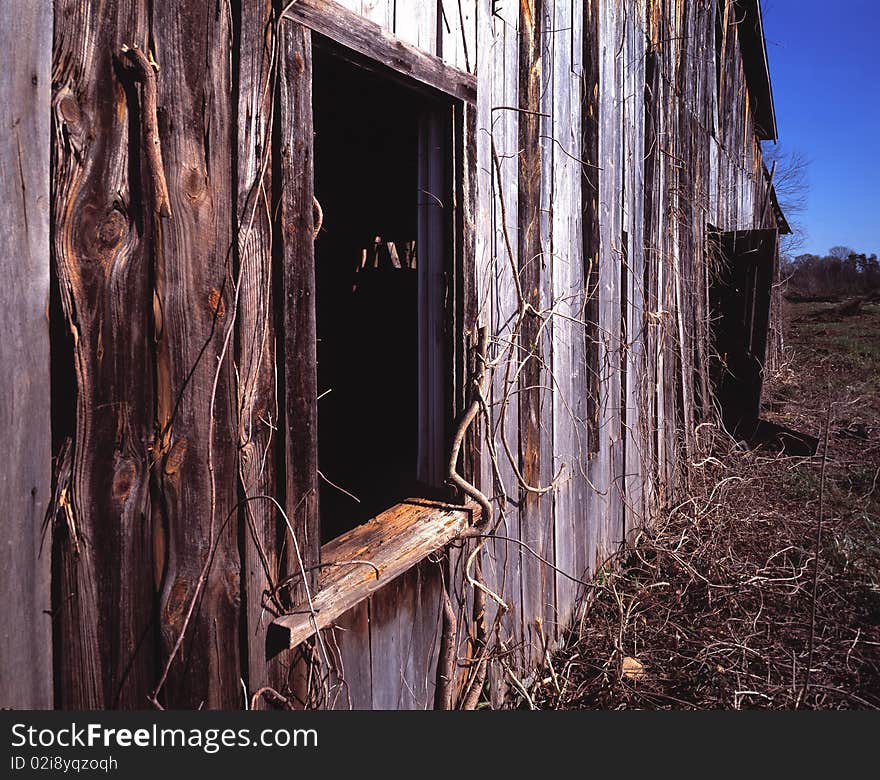 Weathered Old Tobacco Barn in North Carolina