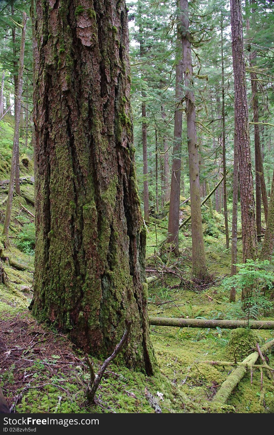 Beautiful forest of Pacific Northwest