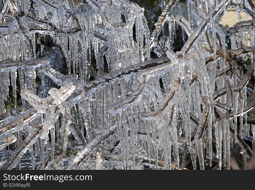 Icles formed from frozen spray on tree. Icles formed from frozen spray on tree