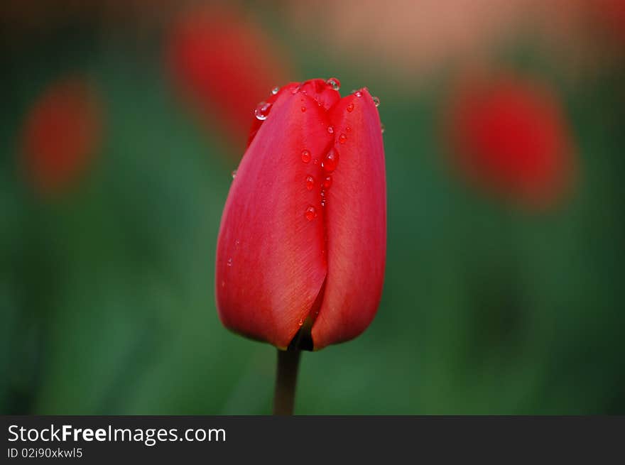 Tulip