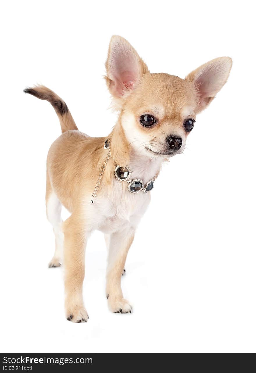 Nice chihuahua puppy with necklace portrait