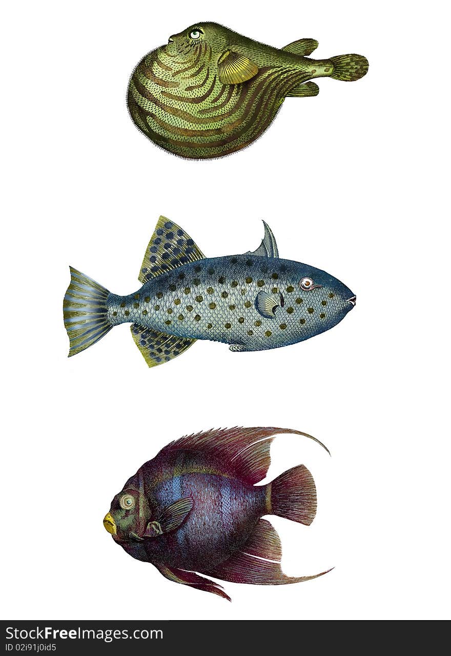 Hand-Colored Fish Etchings