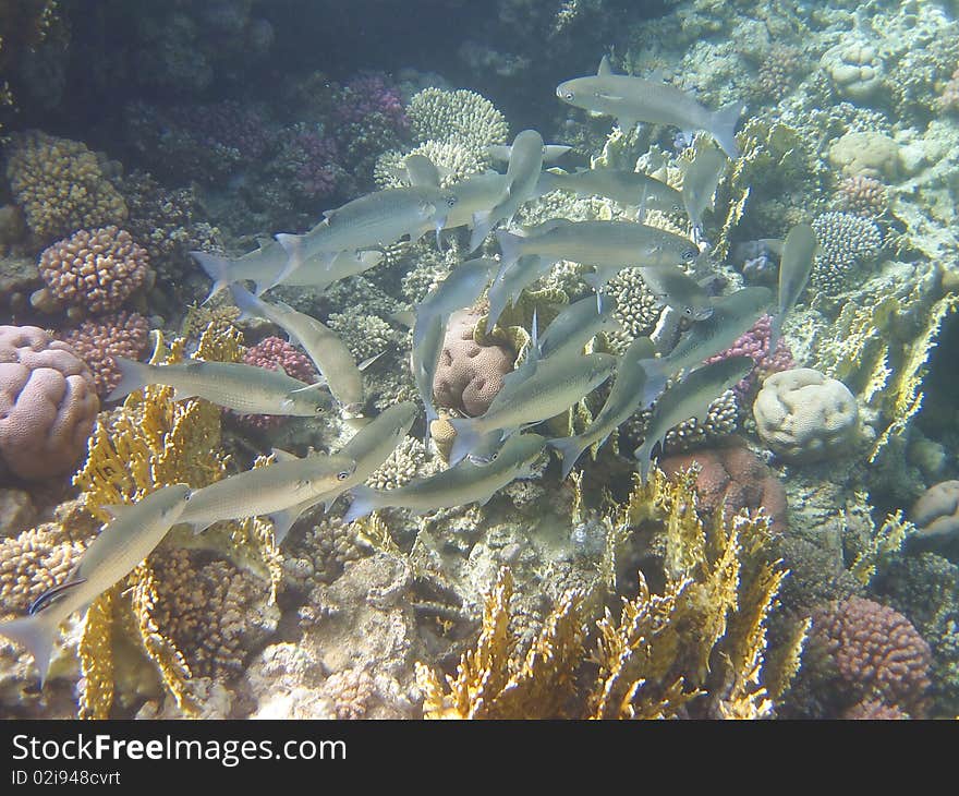 Fish and coral reef