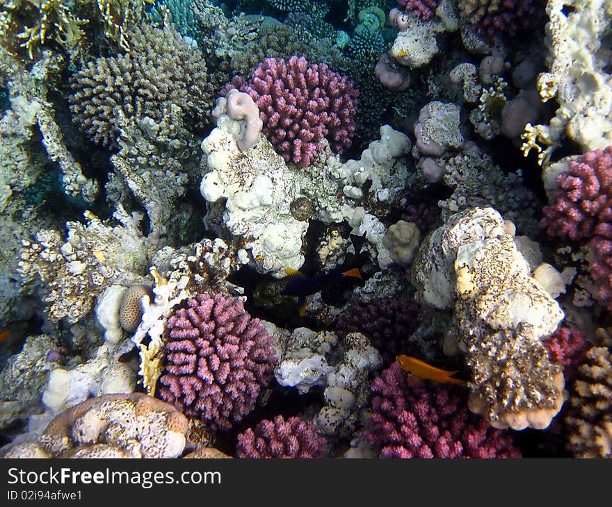 Coral reef and fish at the Red sea