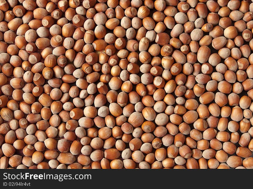 Background of raw brown hazelnut. Background of raw brown hazelnut