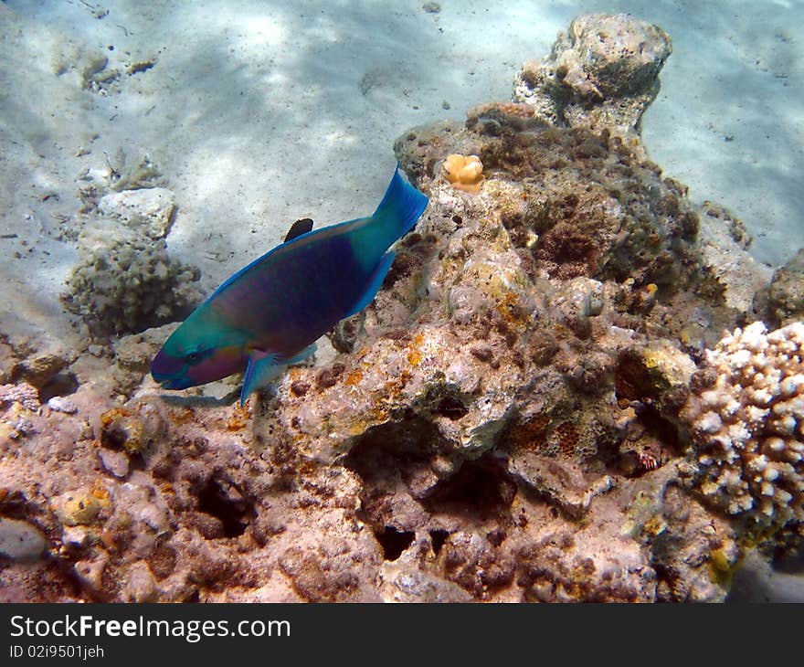 Coral reef and fish