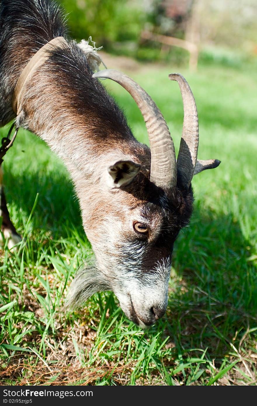 Grazing goat